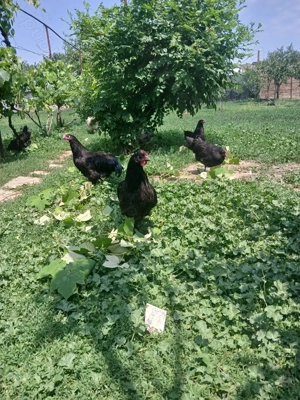 Vind cocoșii rasă găini Australorp NEGRU tineret.  - imagine 2 Vind cocoșii rasă găini Australorp NEGRU tineret.  - imagine 2