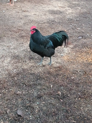 Vind cocoșii rasă găini Australorp NEGRU tineret.