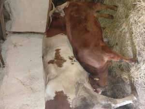 Vand vitel  - imagine 3