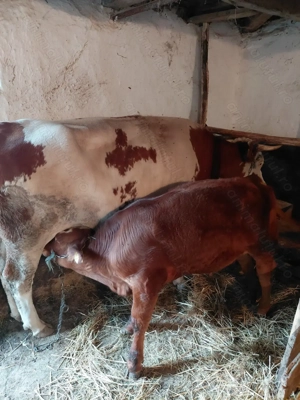 Vand vitel  - imagine 4