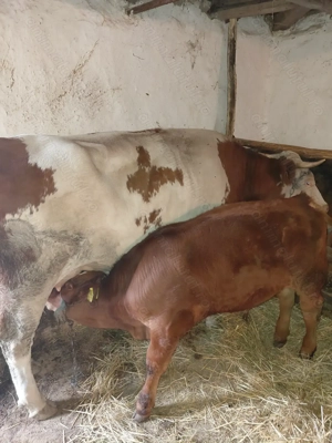 Vand vitel  - imagine 2