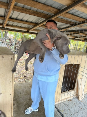 American Bully XL  - imagine 3 American Bully XL  - imagine 3