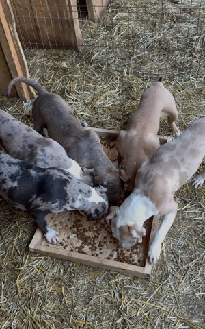 American Bully XL  - imagine 5 American Bully XL  - imagine 5