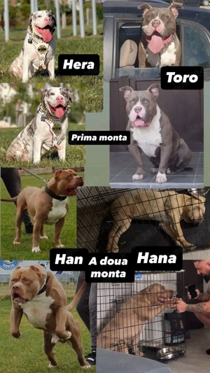 American Bully XL