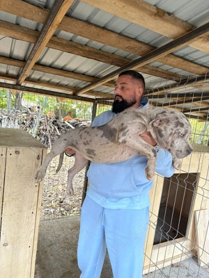 American Bully XL  - imagine 4 American Bully XL  - imagine 4