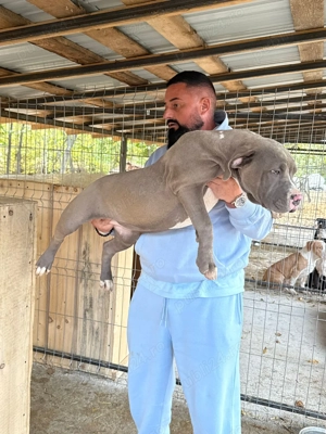 American Bully XL  - imagine 2 American Bully XL  - imagine 2