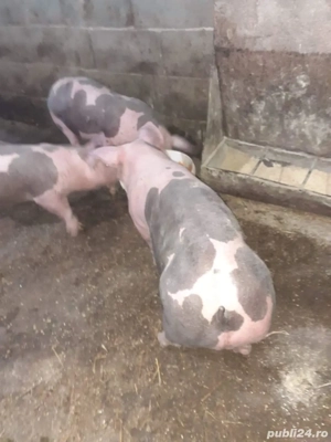 porci cu greutate intre 80-250kg porci crescuti in gospodaria propie.