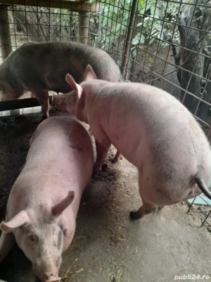 porci cu greutate intre 80-250kg asigur transport gratuit  - imagine 4
