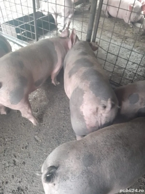 porci cu greutate intre 80-250kg asigur transport gratuit  - imagine 2
