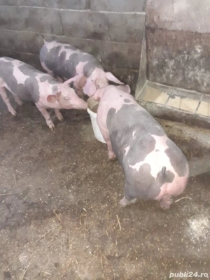 porci cu greutate intre 80-250kg asigur transport gratuit  - imagine 3