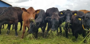 Vand Vitele, Vaci, Juninci, Pirimipare Aberdeen Angus - imagine 2