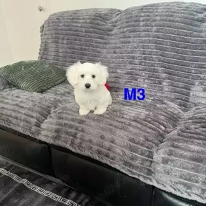 Cumpărați pui maltezi ieftini lângă mine - pui maltezi înregistrați în KC de vânzare