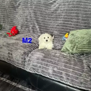 Cumpărați pui maltezi ieftini lângă mine - pui maltezi înregistrați în KC de vânzare - imagine 3