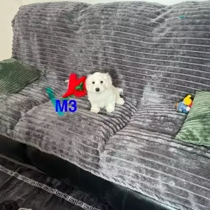 Căței maltezi Teacup de vânzare sub 2000 în apropiere - imagine 3