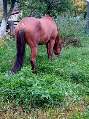 Schimb cu,oii sau alte animale.. - imagine 2