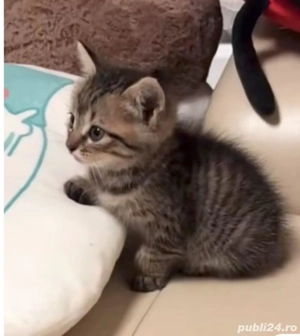 American Shorthair 