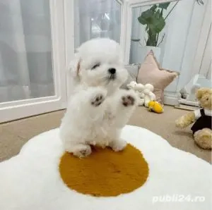 Bichon maltez mini toy 