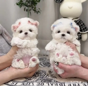 Bichon maltez mini toy 