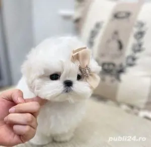 Bichon maltez mini toy  - imagine 2