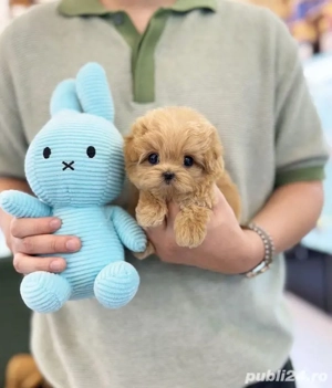 Maltipoo mini toy  poodle pudel toy 