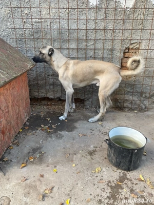vand kangal