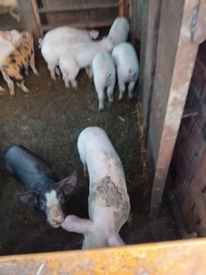 Vând purcei de 7 săptămâni  - imagine 2