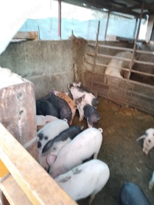 Vând purcei de 7 săptămâni  - imagine 3