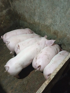 Purcei de vânzare  - imagine 2