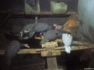 Bibilici de vânzare 