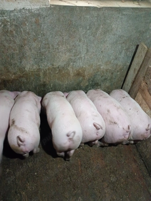 Purcei de vânzare  - imagine 3