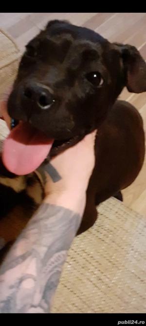 vand cane corso 1 an