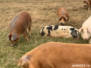 Porci pentru masa de crăciun - imagine 5