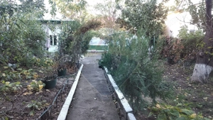 Teren Intravilan 580mp unic pe Strada Dantelei - imagine 7