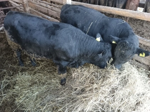 Vand 2 taurasi angus - imagine 2 Vand 2 taurasi angus - imagine 2