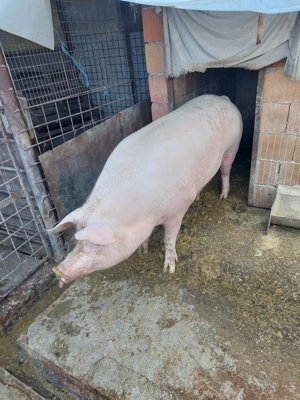 Vând porc 17 lei kg