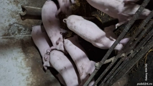 Soldani de vanzare  - imagine 4