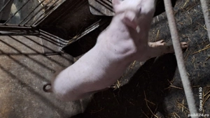 Soldani de vanzare  - imagine 5