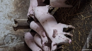 Soldani de vanzare  - imagine 3