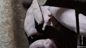 Soldani de vanzare  - imagine 2