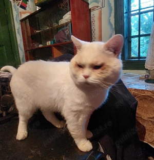 Pisoi british White  - imagine 3