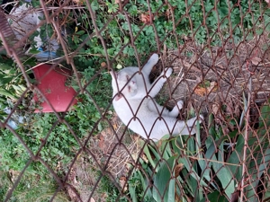 Pisoi british White  - imagine 4