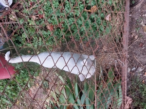 Pisoi british White  - imagine 2