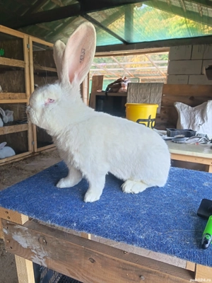 Iepuri Uriaș German Alb. 