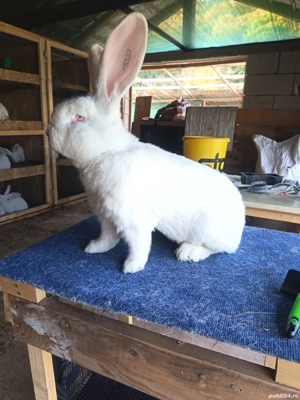 Iepuri Uriaș German Alb.  - imagine 4