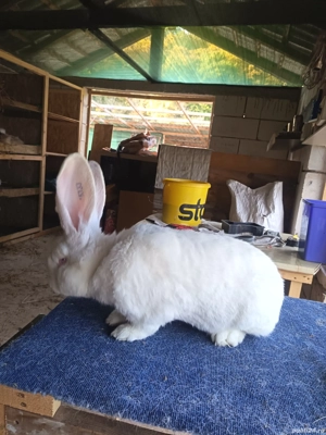 Iepuri Uriaș German Alb.  - imagine 3