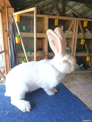 Iepuri Uriaș German Alb.  - imagine 2