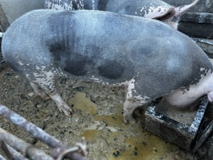 Vier pietran belgian  - imagine 2