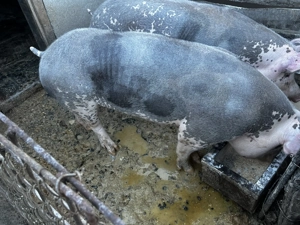 Vier pietran belgian 