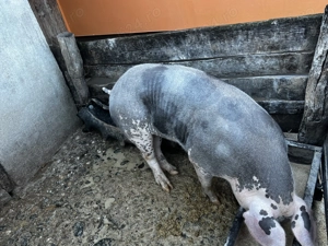 Vier pietran belgian  - imagine 5