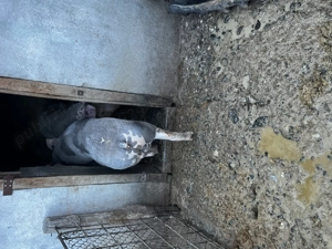 Vier pietran belgian  - imagine 4